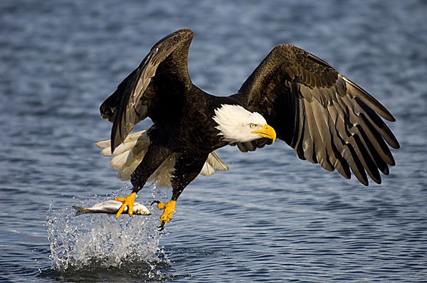 Águila Pescadora