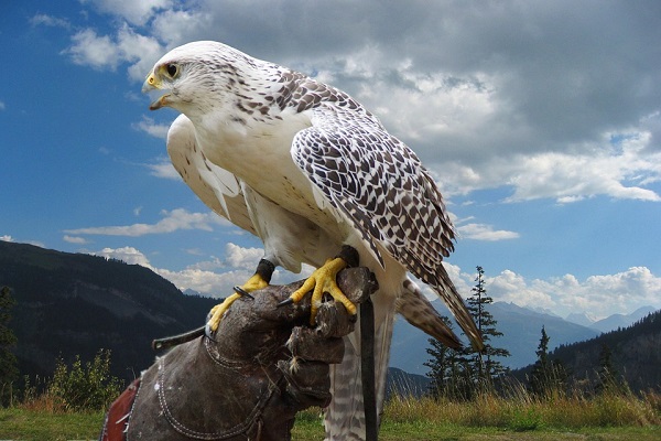 Elevage rapaces
